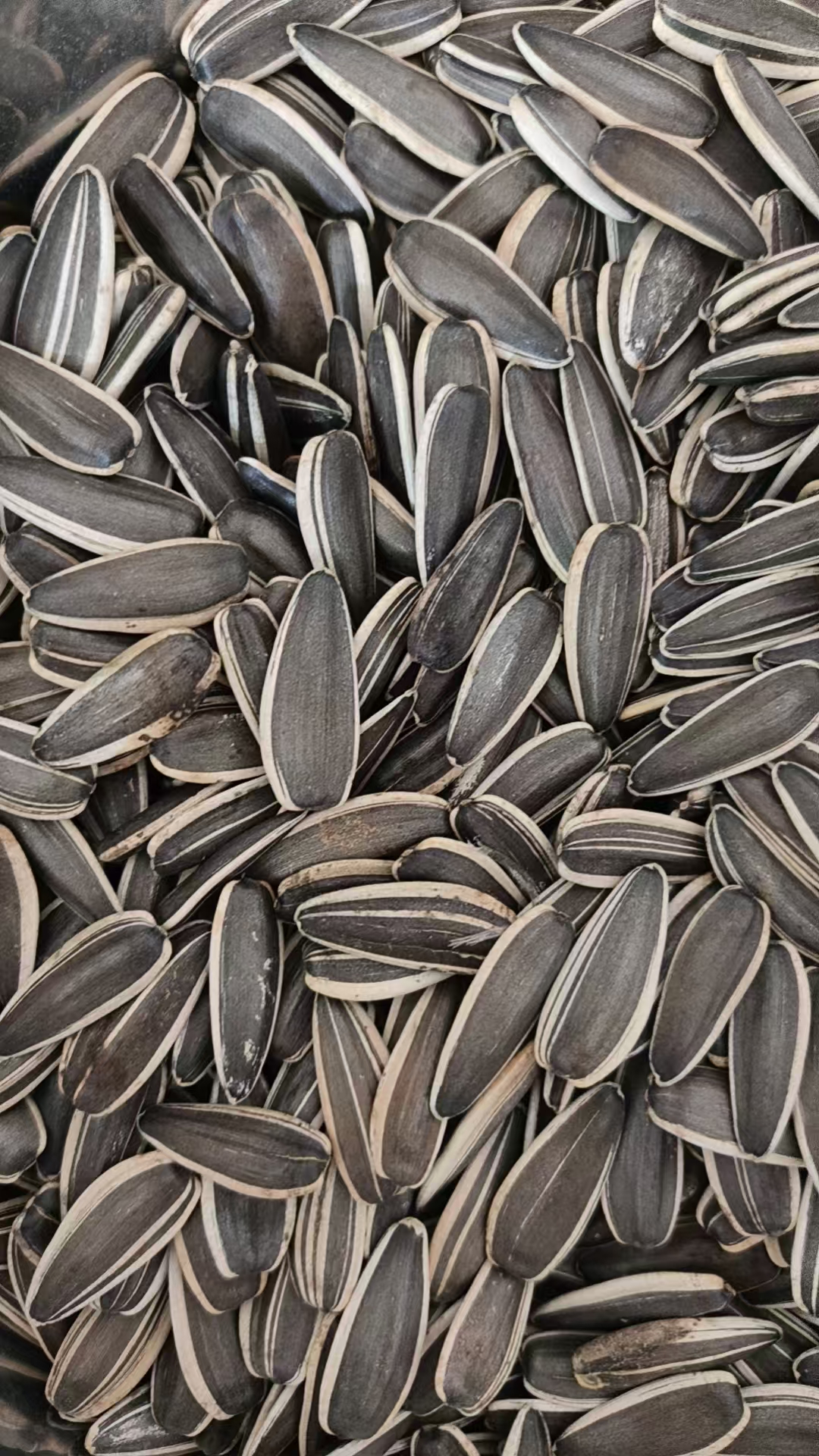 sunflower seeds T6/T66/361/363