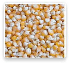 Maize