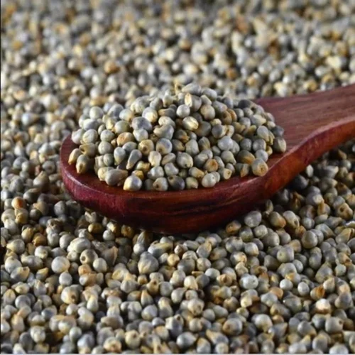Brown Browntop Millet
