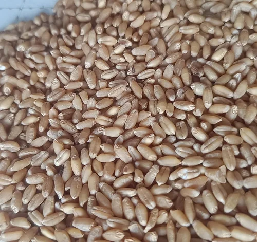 Premium Quality Golden Wheat Grains